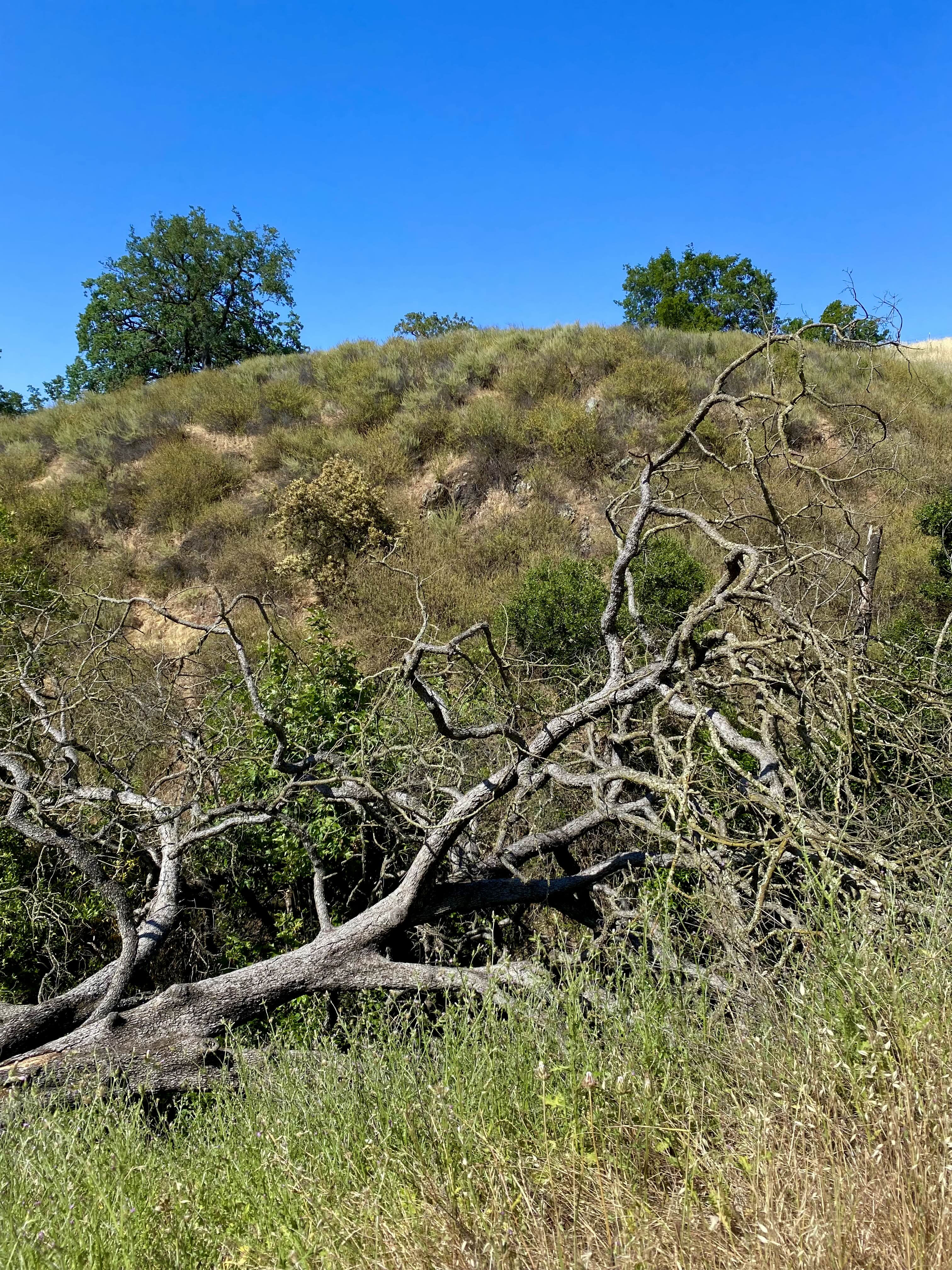 Fallen Tree